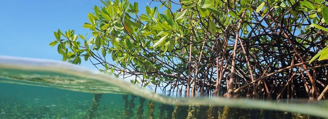 5 Ways to Propel Inclusive Climate Action